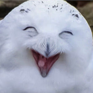 Meet your Posher, Tom